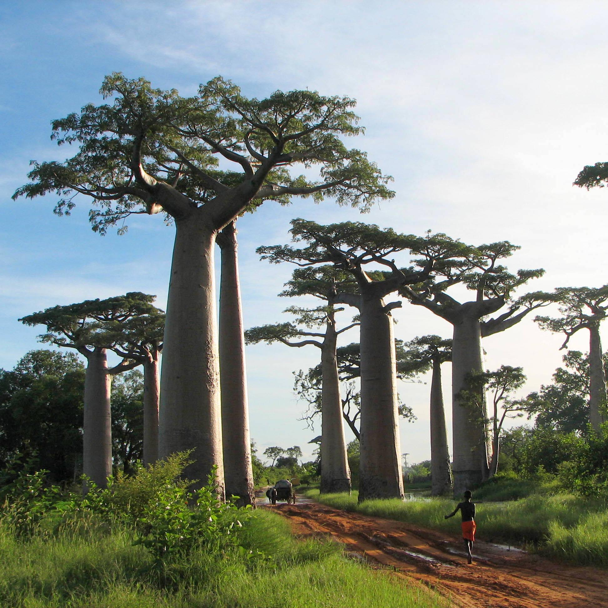 madagascar